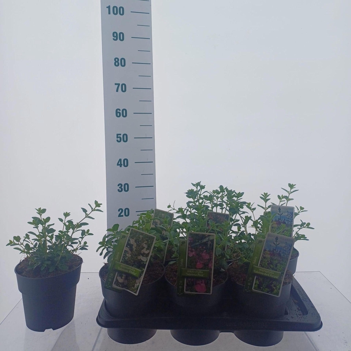 <h4>Salvia microphylla</h4>