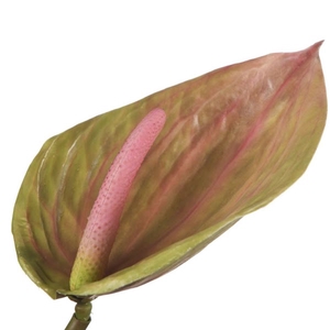 Anthurium Green Pink