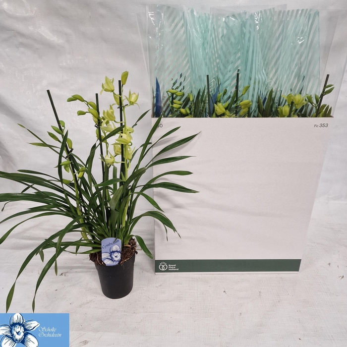 <h4>CYMB OVERIG</h4>