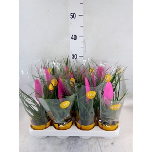 Tillandsia cyanea 'Vincent'