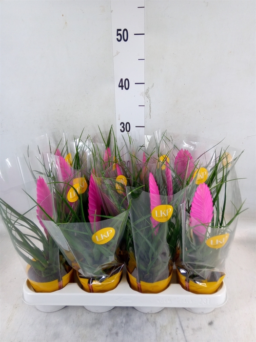 <h4>Tillandsia cyanea 'Vincent'</h4>