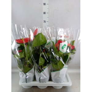Anthurium andr. 'Madural'