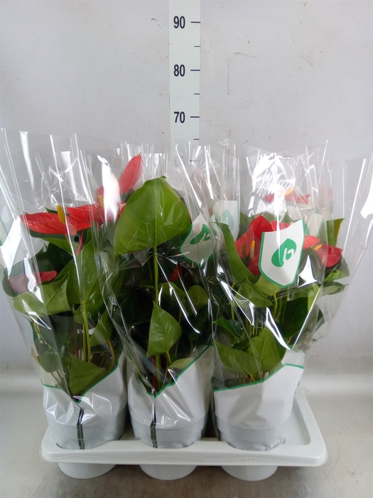 <h4>Anthurium andr. 'Madural'</h4>