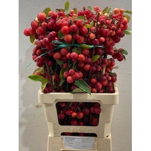 MALUS RED SENTINEL