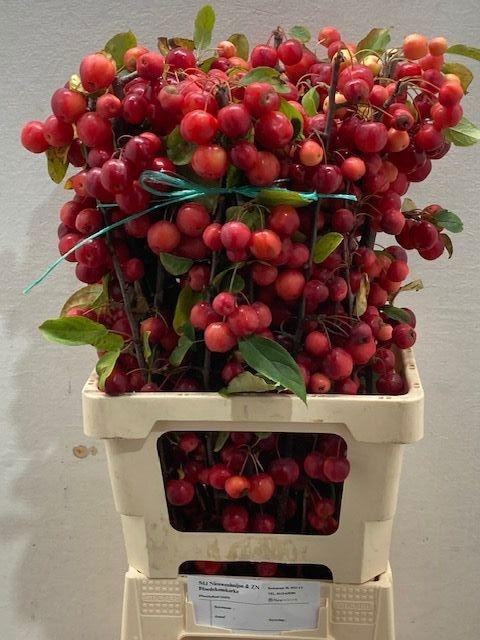 <h4>MALUS RED SENTINEL</h4>