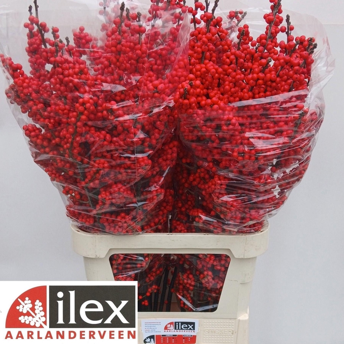 <h4>ILEX VE RODE BES</h4>