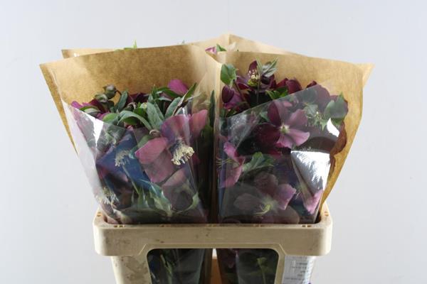 <h4>Helleb Queens Red</h4>