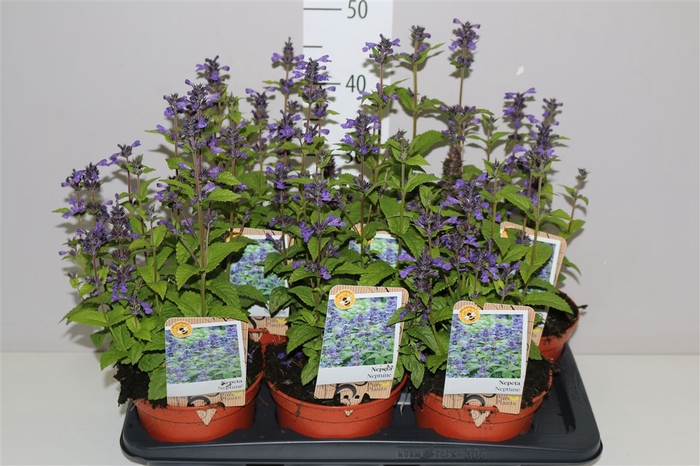 <h4>Nepeta Neptune</h4>