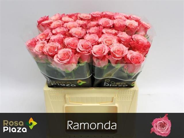 R GR RAMONDA