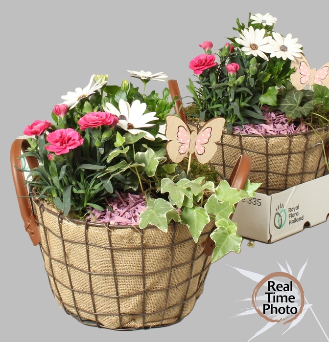 <h4>ARR TUINPLANTEN</h4>