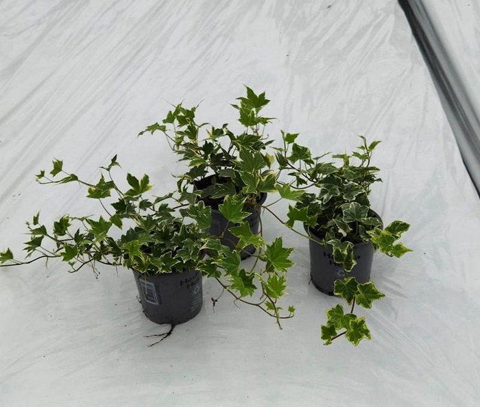 <h4>HEDERA HELIX P11 BONT</h4>
