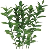 FOLHAGEM RUSCUS 050 CM
