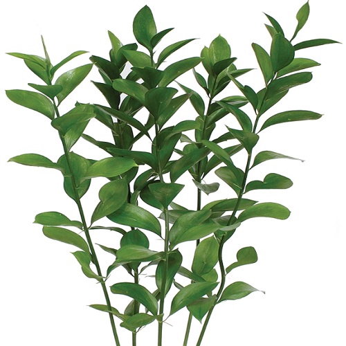 <h4>FOLHAGEM RUSCUS 030 CM</h4>