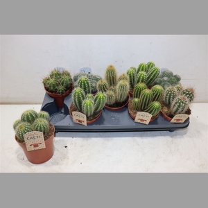 Cactus Gem