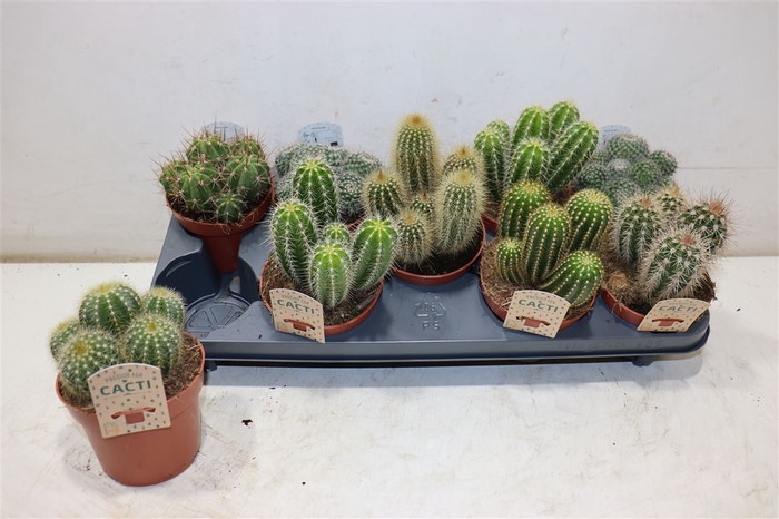 <h4>Cactus Gem</h4>