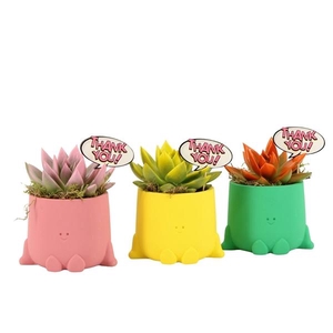 Arrangementen kamerplanten 6%
