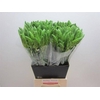 Ornithogalum Thyrsoides