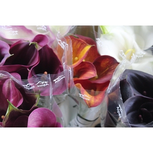 CALLA EXOTIC VARIADA 050 CM