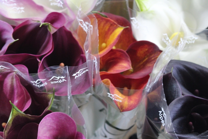 <h4>CALLA EXOTIC VARIADA 050 CM</h4>