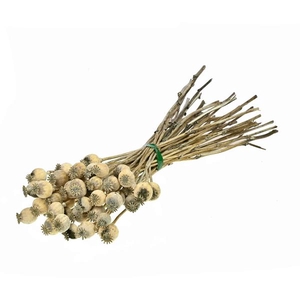 Papaver De 50pc Natural