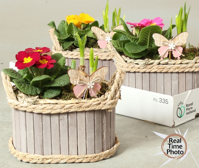 <h4>ARR TUINPLANTEN</h4>