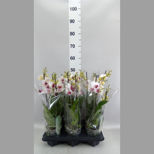 Phalaenopsis multi. 'FC Safe Haven'