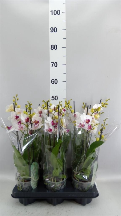 <h4>Phalaenopsis multi. 'FC Safe Haven'</h4>