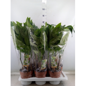 Pachira aquatica