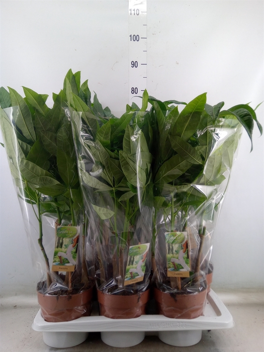 <h4>Pachira aquatica</h4>