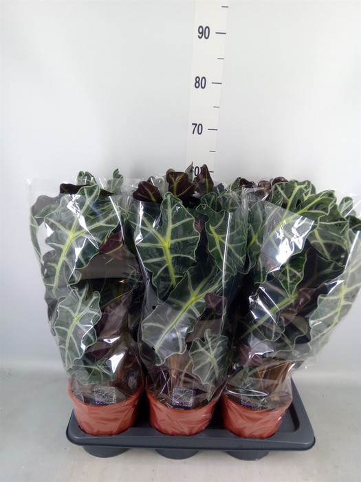 <h4>Alocasia amazonica 'Polly'</h4>