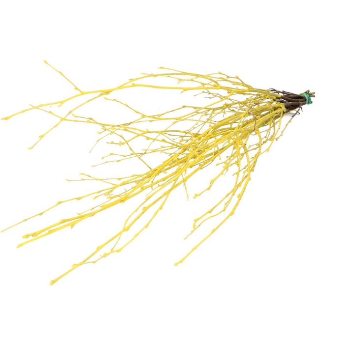 <h4>Droogdeco Berk tak 70cm</h4>