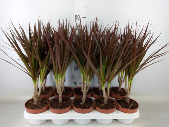 <h4>Dracaena marg. 'Magenta'</h4>