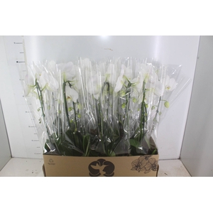 PHALAENOPSIS CASCATA P12 BRANCO