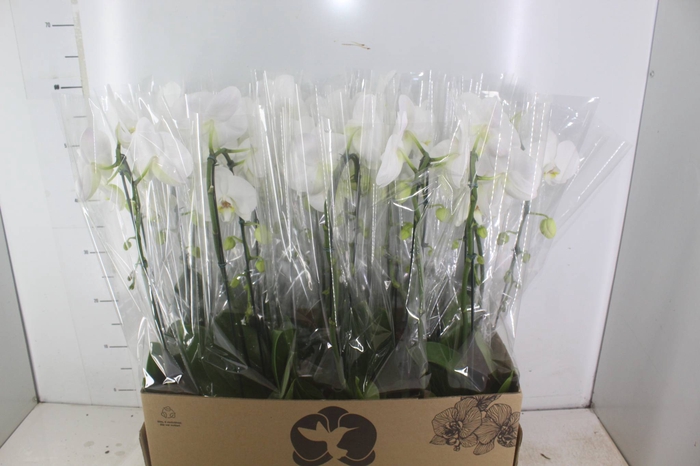 <h4>PHALAENOPSIS CASCATA P12 BRANCO</h4>