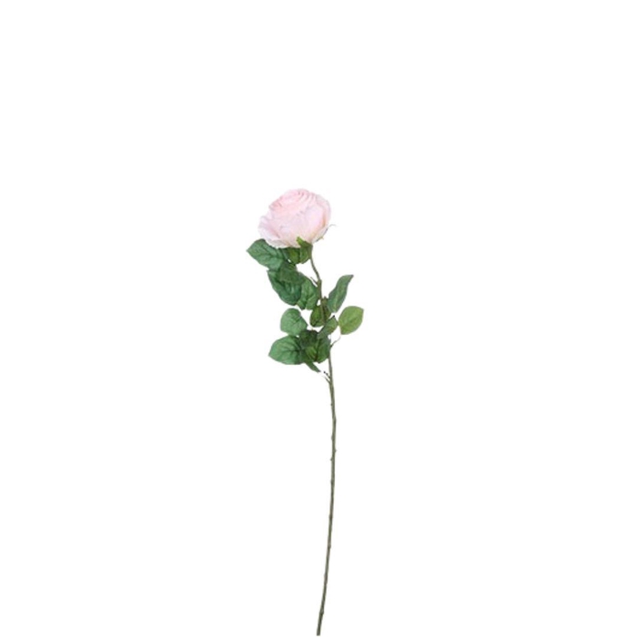 <h4>Rosa 69cm</h4>
