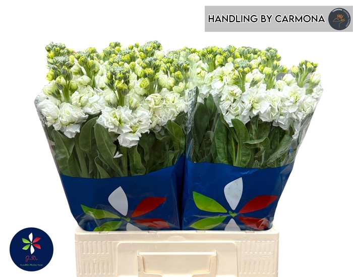 <h4>MATTH IRON WHITE</h4>