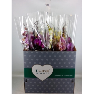 Phalaenopsis   ...mix