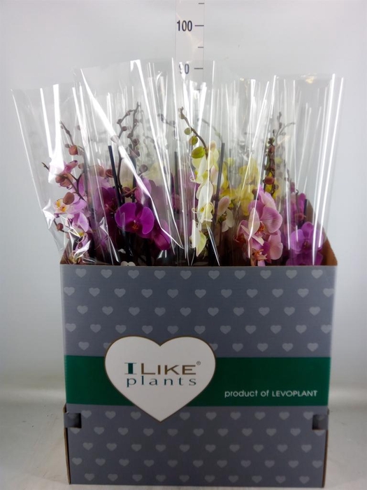 <h4>Phalaenopsis ...mix</h4>