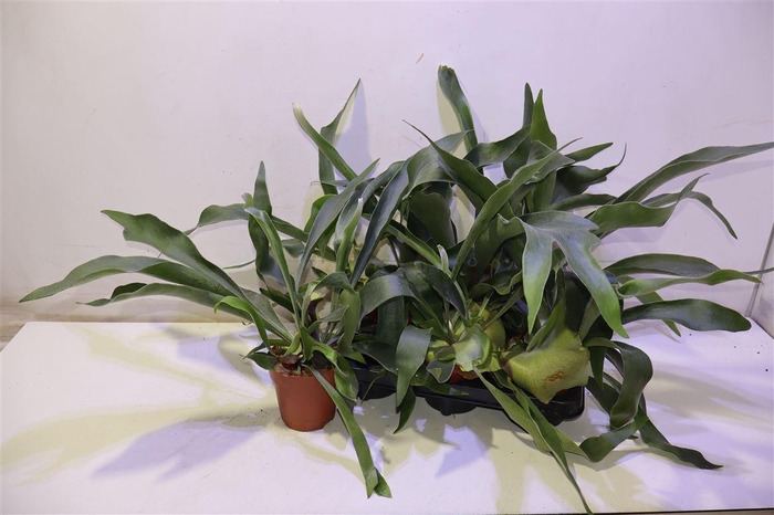 <h4>Platyc Bifurcatum</h4>