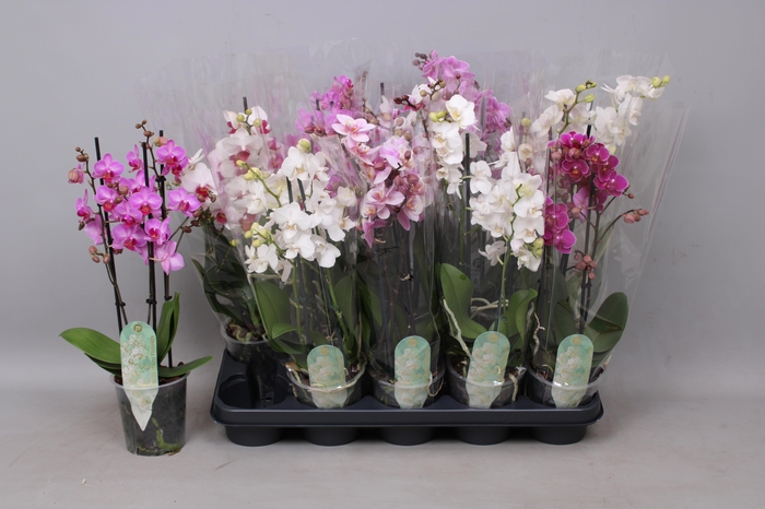 <h4>PHAL MF GEM 5 KL</h4>
