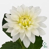Dahlia maarten zwaan