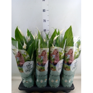 Spathiphyllum  'Sweet Chico'