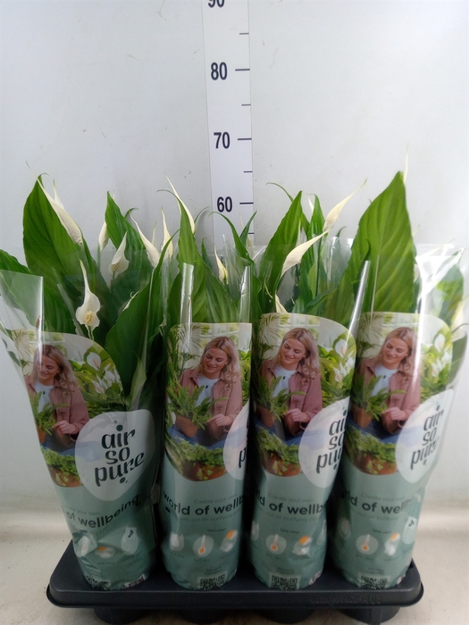 <h4>Spathiphyllum  'Sweet Chico'</h4>