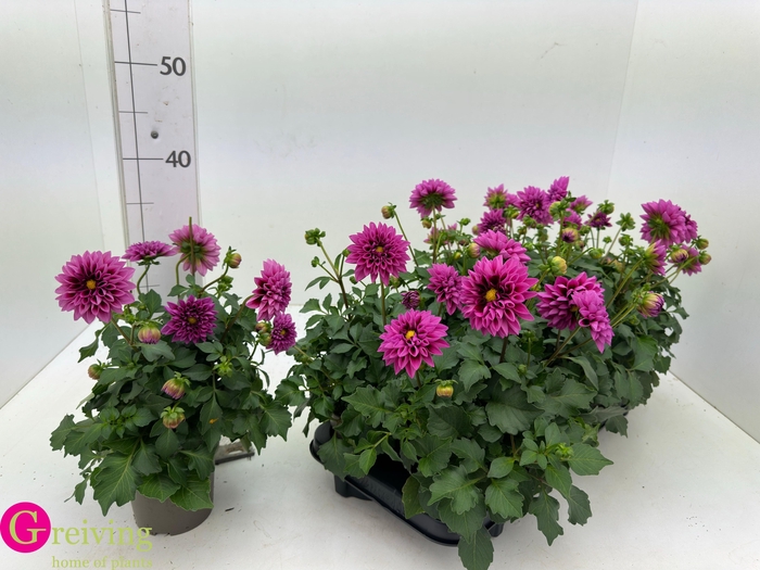 <h4>DAHLIA DAHL EMILY</h4>
