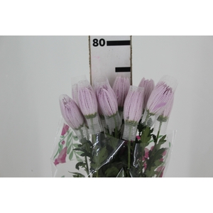 ANASTASIA CIPRIA 080 CM LILAS