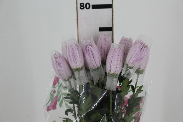 <h4>ANASTASIA CIPRIA 080 CM LILAS</h4>