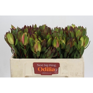 Leucadendron Senorita