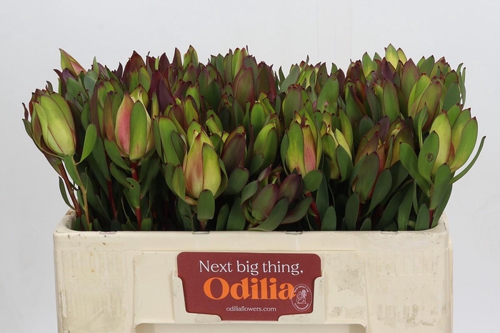 <h4>Leucadendron Senorita</h4>