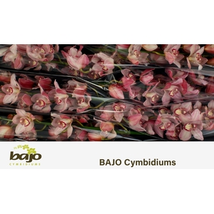 Cymbidium pink claret river master pink
