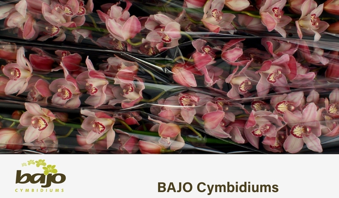 <h4>Cymbidium pink claret river master pink</h4>